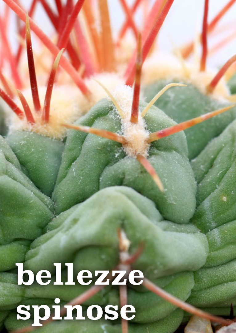 bellezze spinose