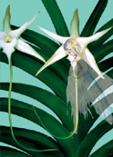 Orchideenwoche 1998